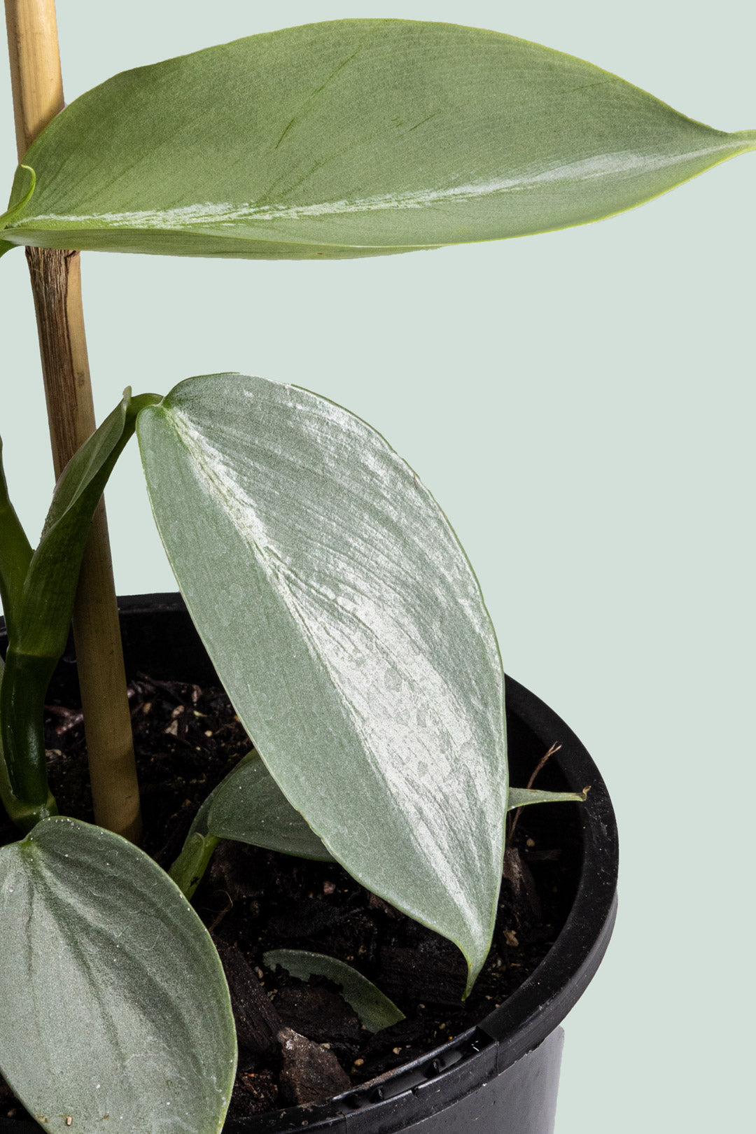 Silver Sword - Philodendron hastatum - 1L / 14cm / Small