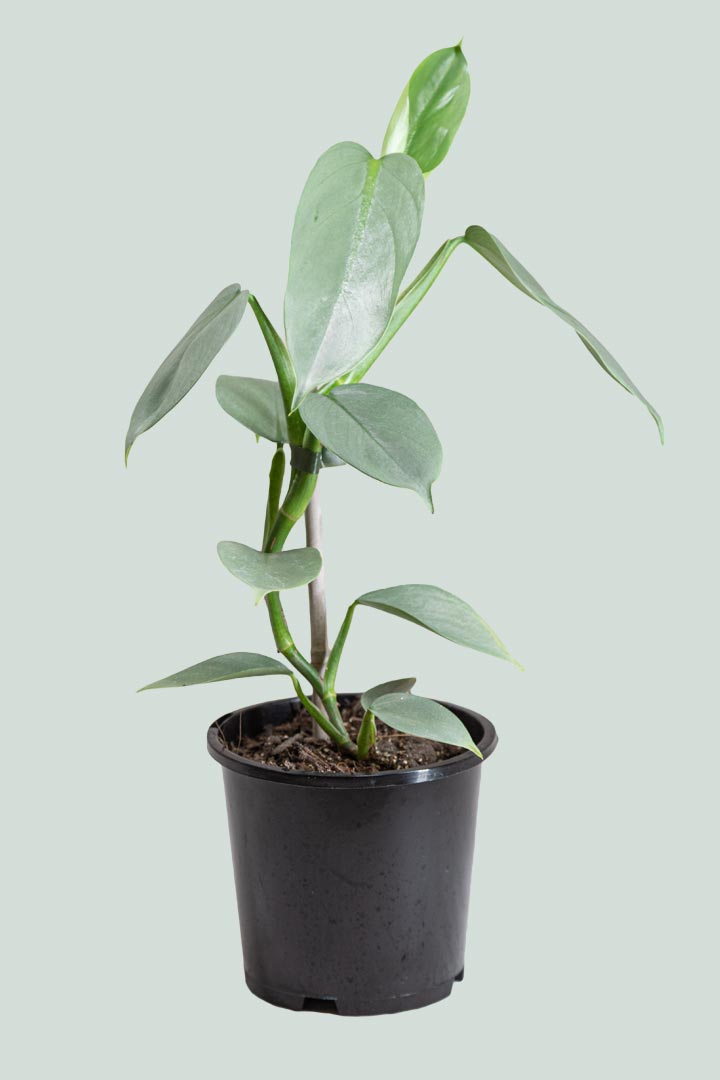 philodendron hastatum silver sword in nature Silver Sword - Philodendron hastatum