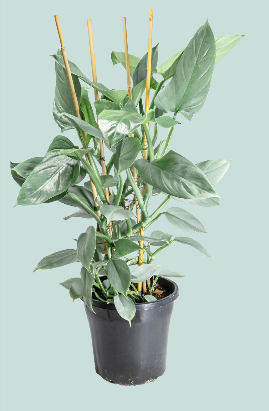 Silver Sword - Philodendron hastatum - 10L / 25cm / Large