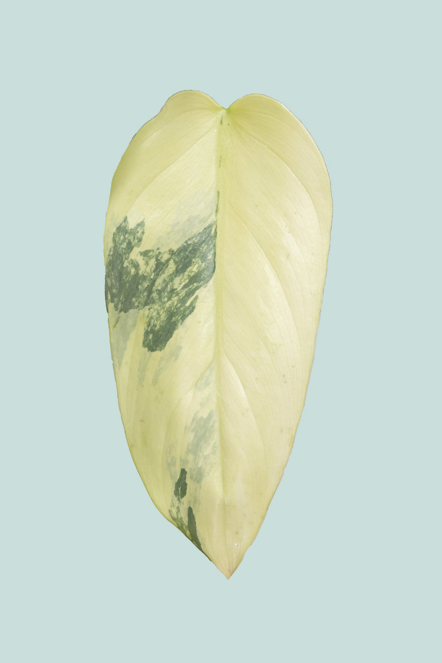 Variegated Silver Sword - Philodendron hastatum - 1L / 14cm / Small