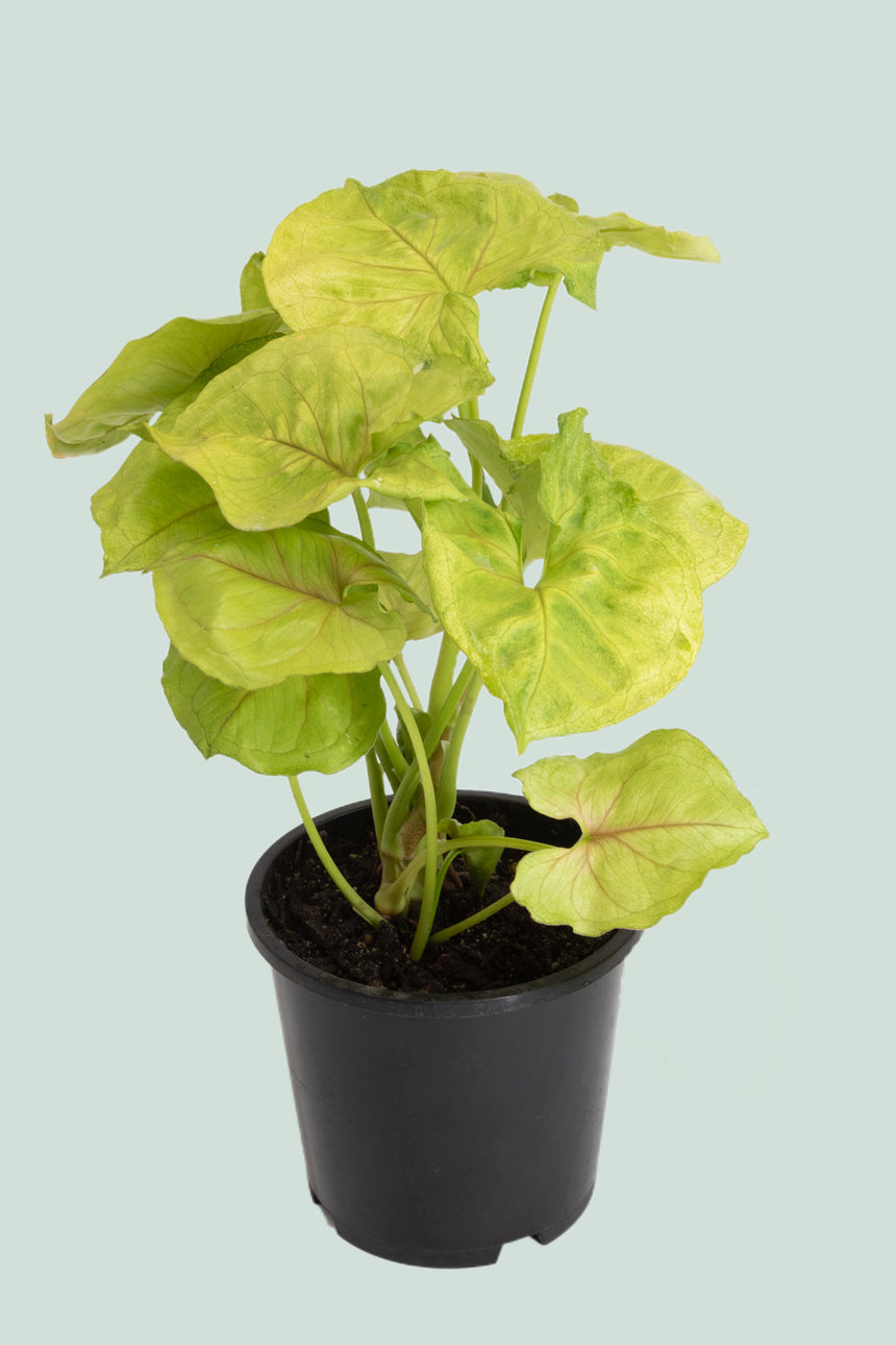 Golden Allusion - Pink Vein - Syngonium podophyllum - 1L / 14cm / Small