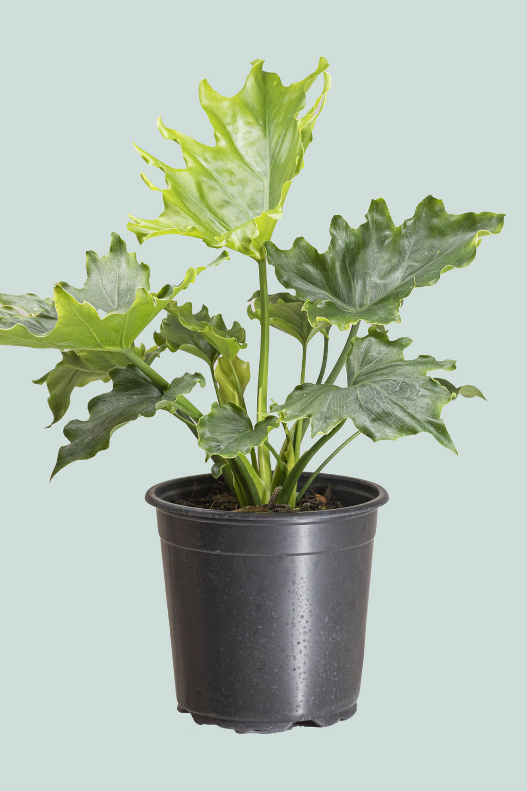 philodendron selloum pot size Philodendron selloum - Split leaf