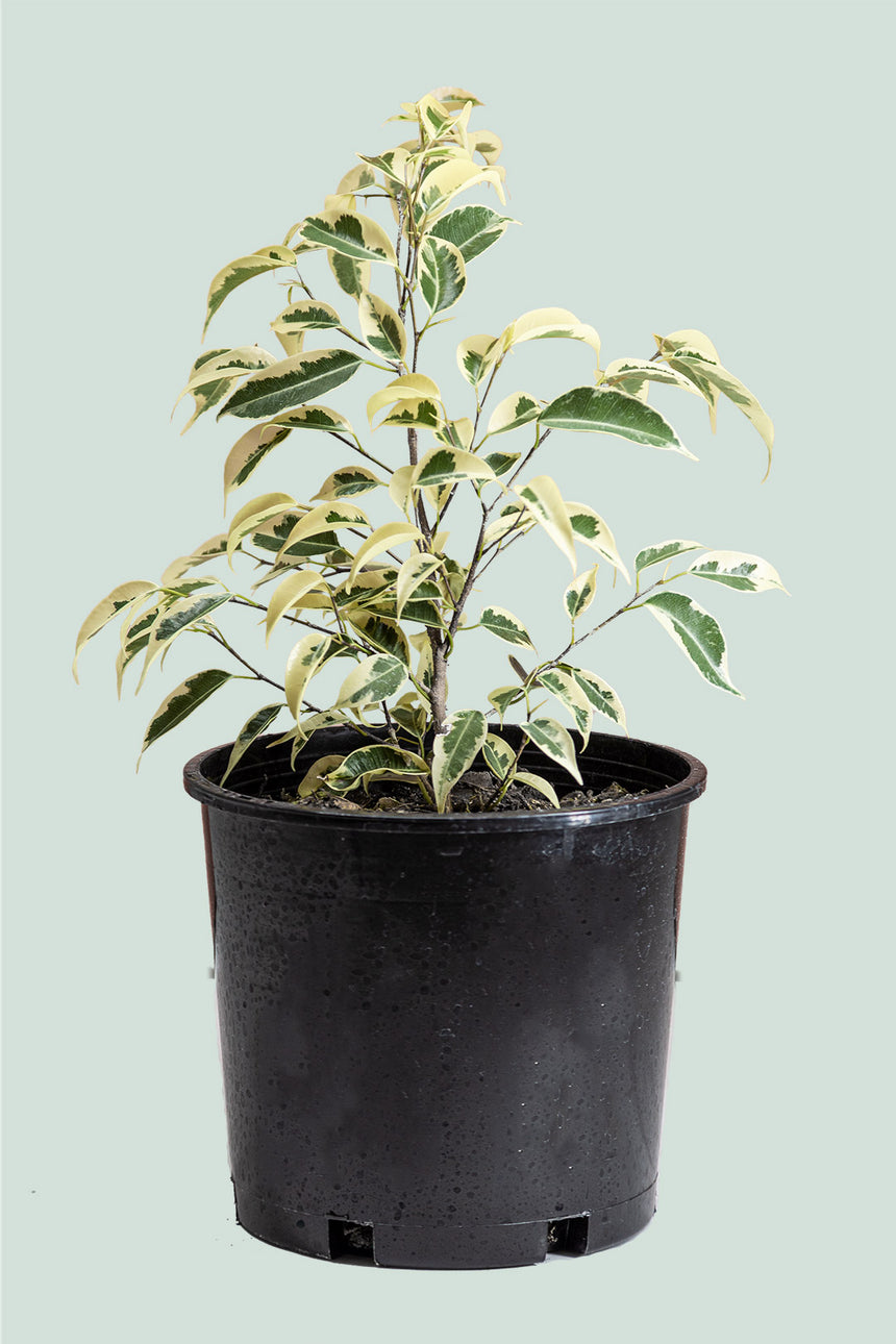 Starlight - Superwhite Variegated Dwarf Weeping Fig - Ficus benjamina - 2.5L / 17cm / Medium