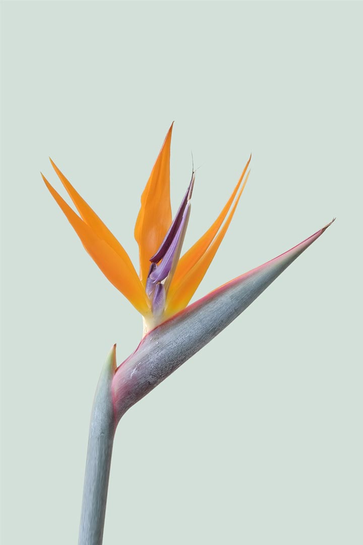 Bird of Paradise Flower Strelitzia