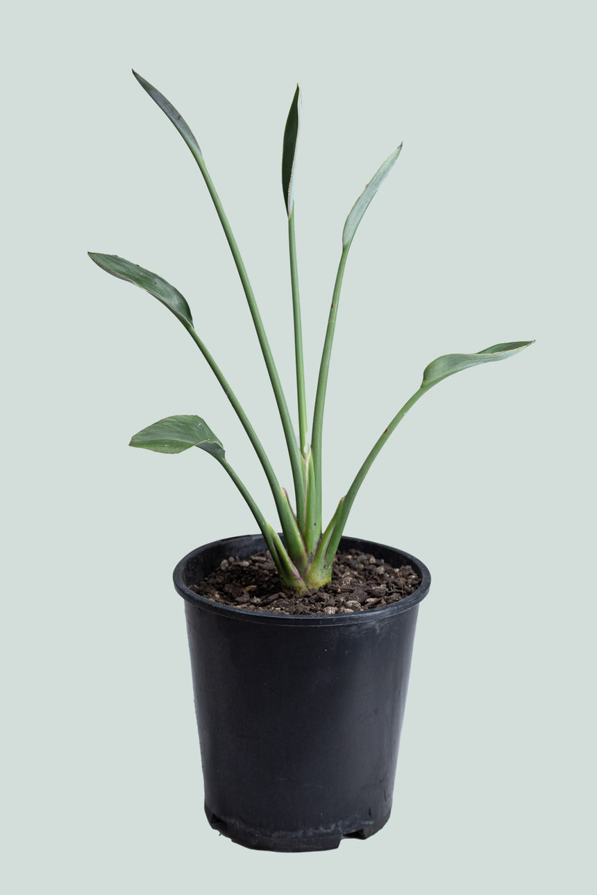 Narrow Leafed Bird of Paradise - Strelitzia juncea  - 3L / 20cm / Medium