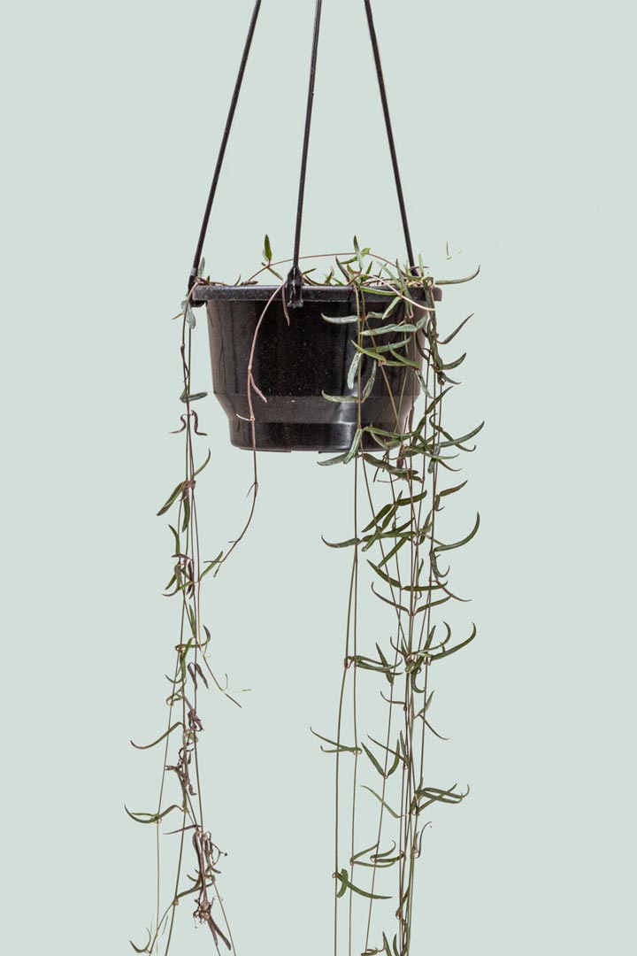 string of needles succulent String of Needles - Ceropegia linearis
