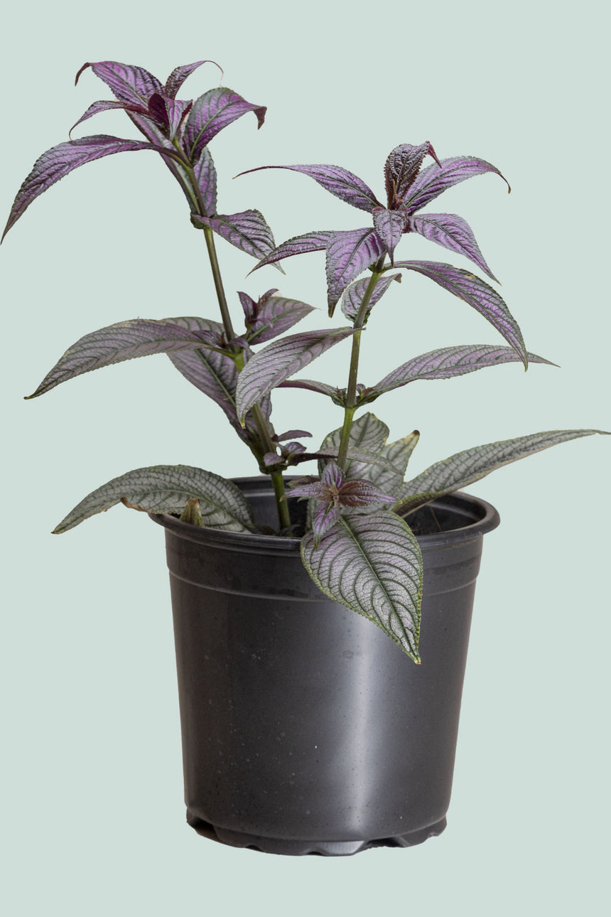 Persian Shield - Strobilanthes dyerianus - 2.5L / 17cm / Medium