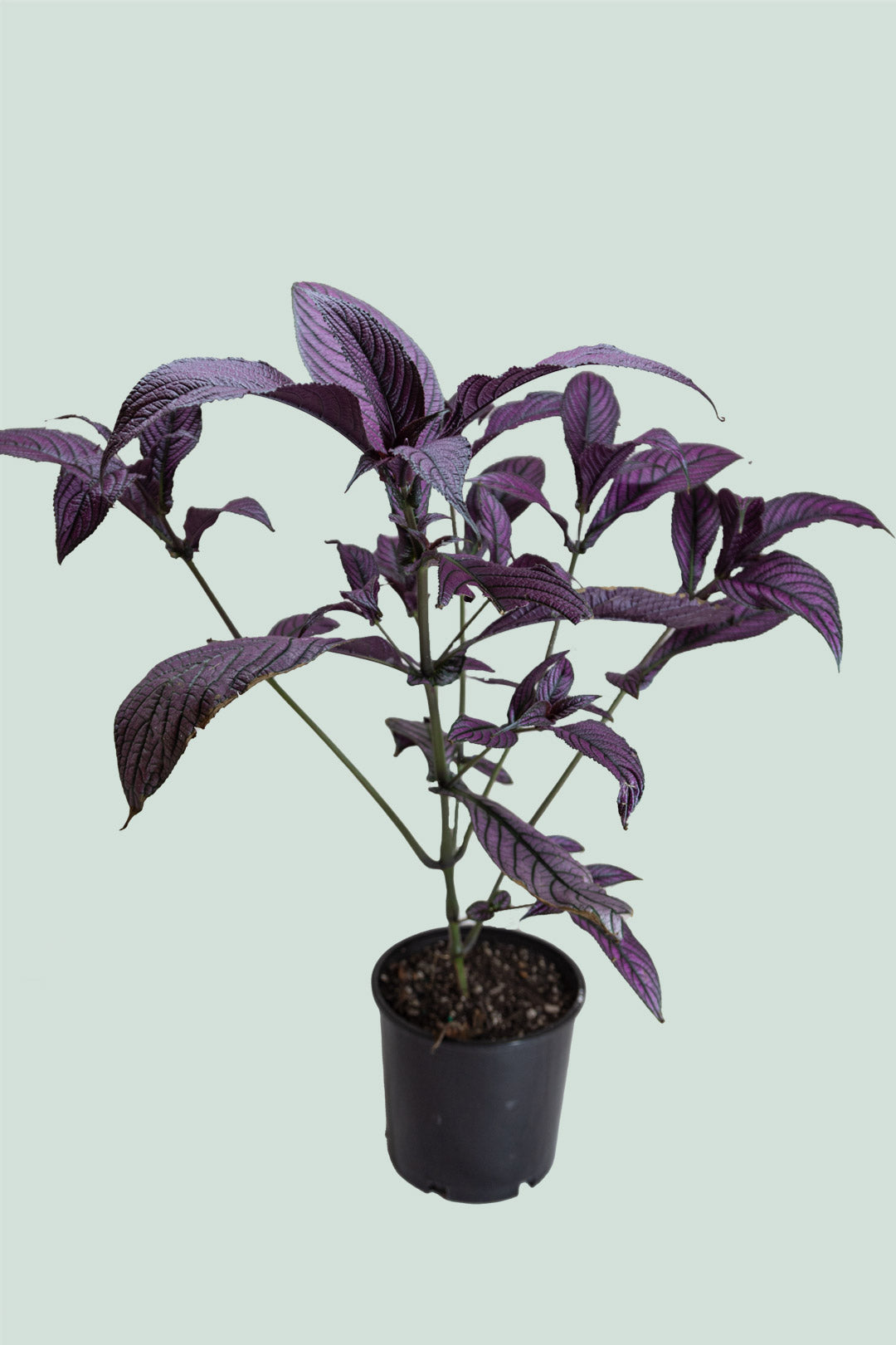 Persian Shield - Strobilanthes dyerianus - 2.5L / 17cm / Medium