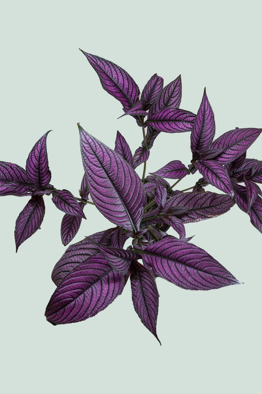 Persian Shield - Strobilanthes dyerianus - 2.5L / 17cm / Medium
