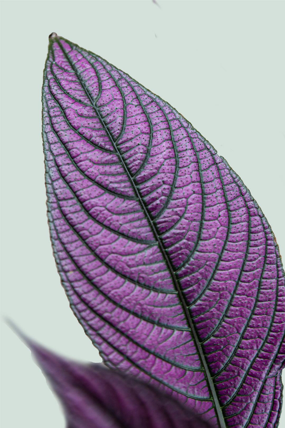 Persian Shield - Strobilanthes dyerianus - 2.5L / 17cm / Medium