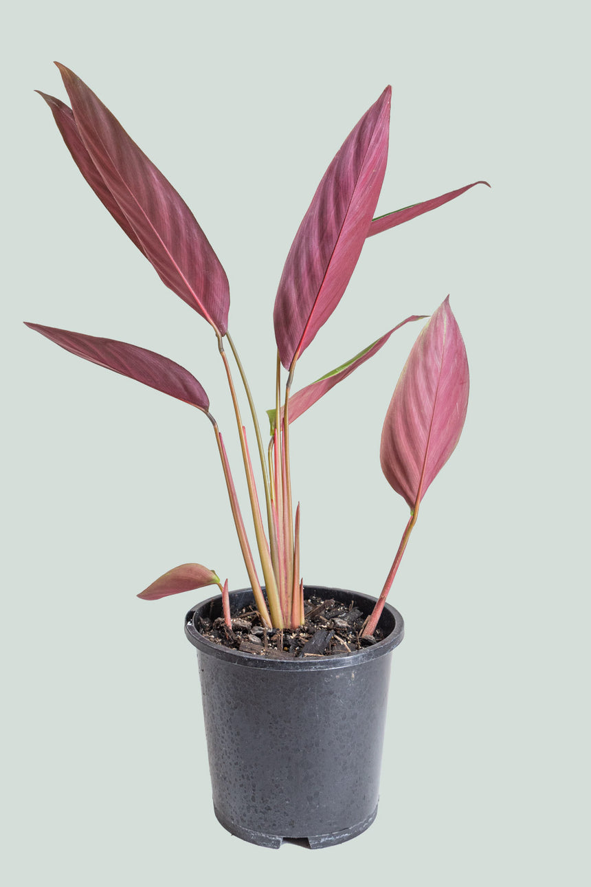 Stromanthe Sanguinea