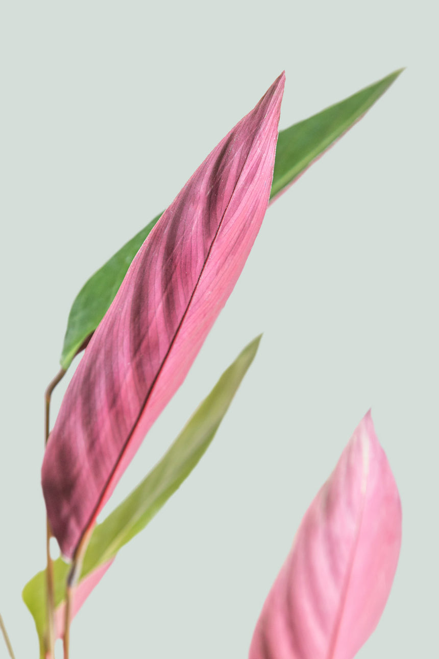 Stromanthe Sanguinea