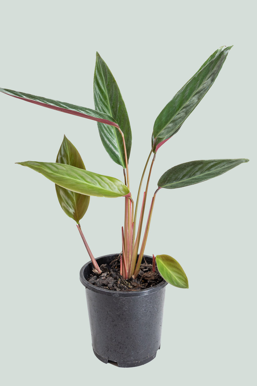 Stromanthe Sanguinea