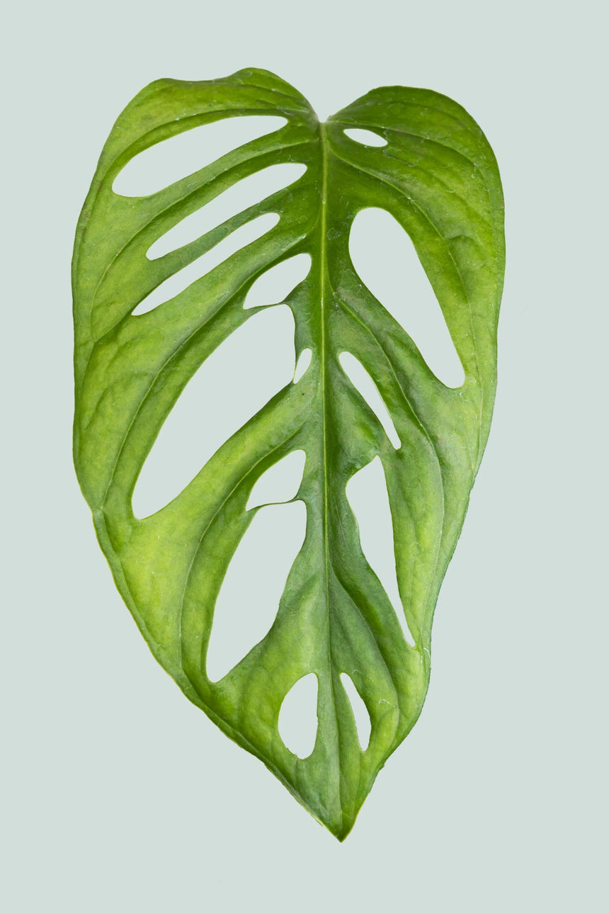 Monstera adansonii - Monkey Mask (Round Form) - 1L / 14cm / Small