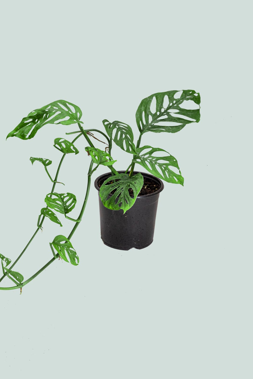Monstera adansonii - Swiss Cheese Vine - 1L / 14cm / Small
