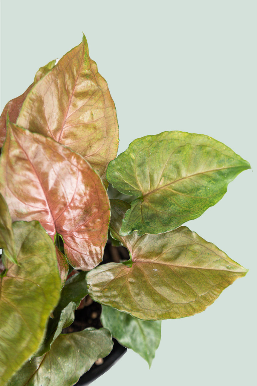 Mahogany - Syngonium podophyllum - 1L / 14cm / Small