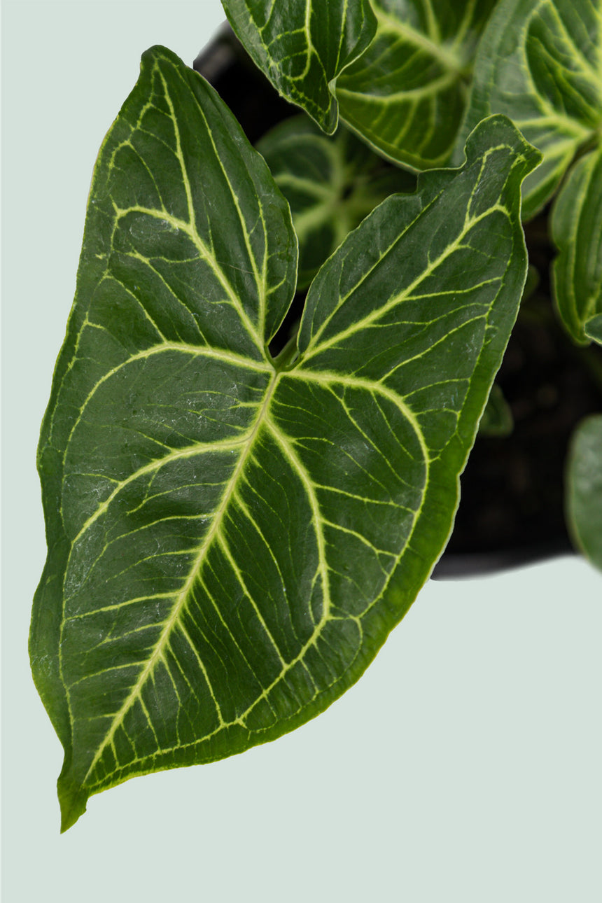 Noak - Syngonium podophyllum - 1L / 14cm / Small