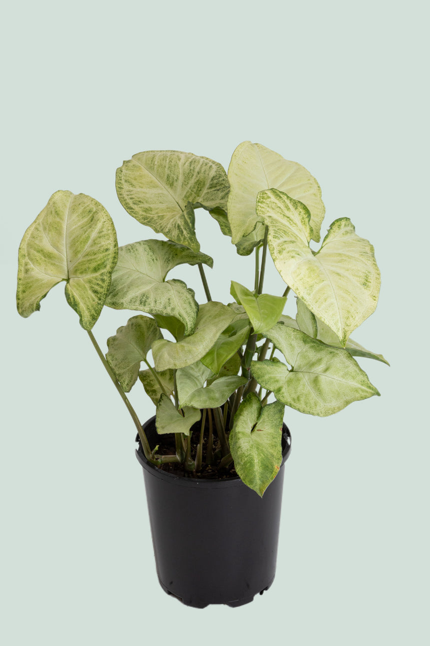 White Butterfly - Syngonium podophyllum - 1L / 14cm / Small