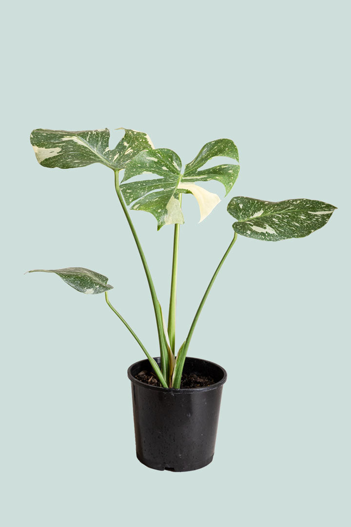 Monstera deliciosa 'Thai Constellation' 4 – Sprout Home