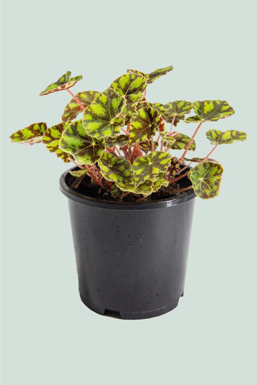 Begonia 'Tiger' - 1L / 14cm / Small