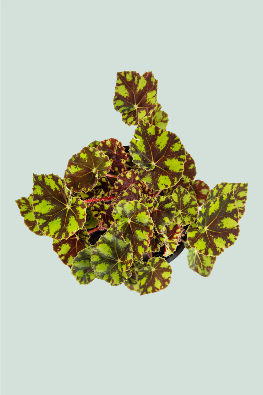 Begonia 'Tiger' - 1L / 14cm / Small