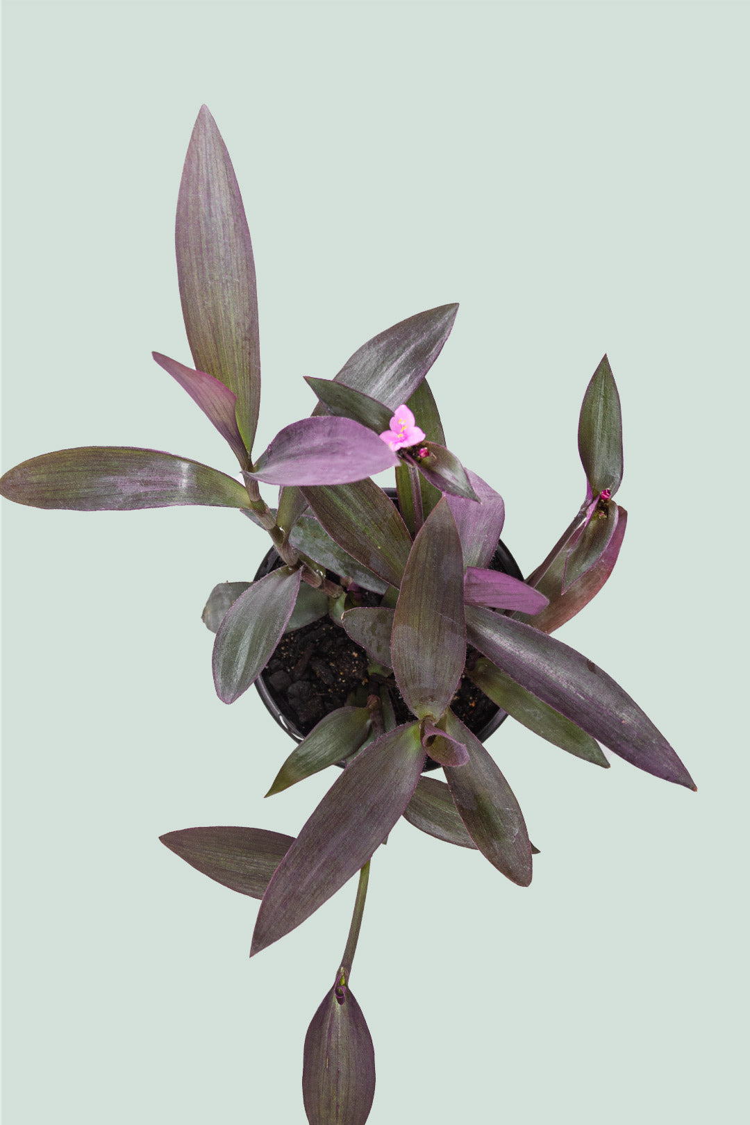Purple Heart - Tradescantia pallida - 1L / 14cm / Small