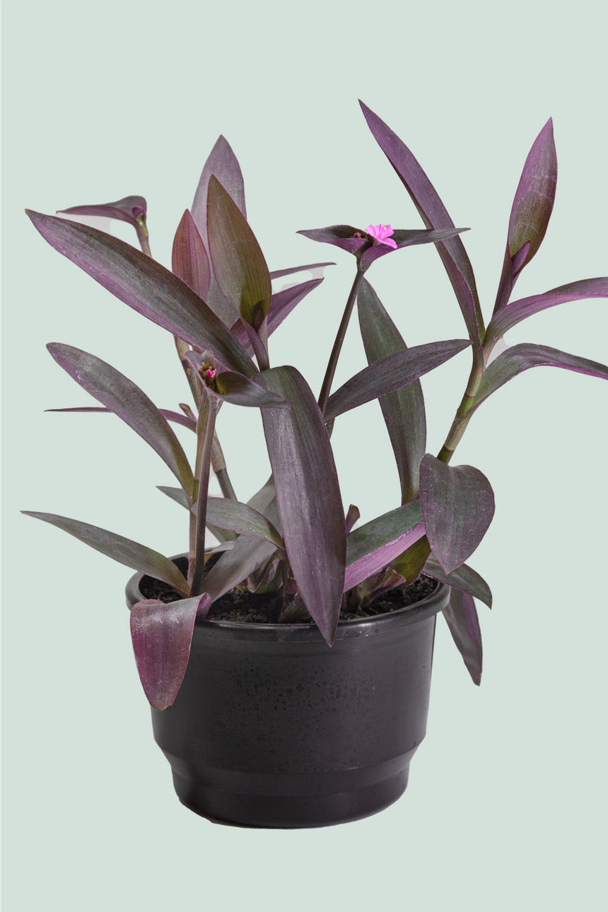 Purple Heart - Tradescantia pallida - 1L / 14cm / Small