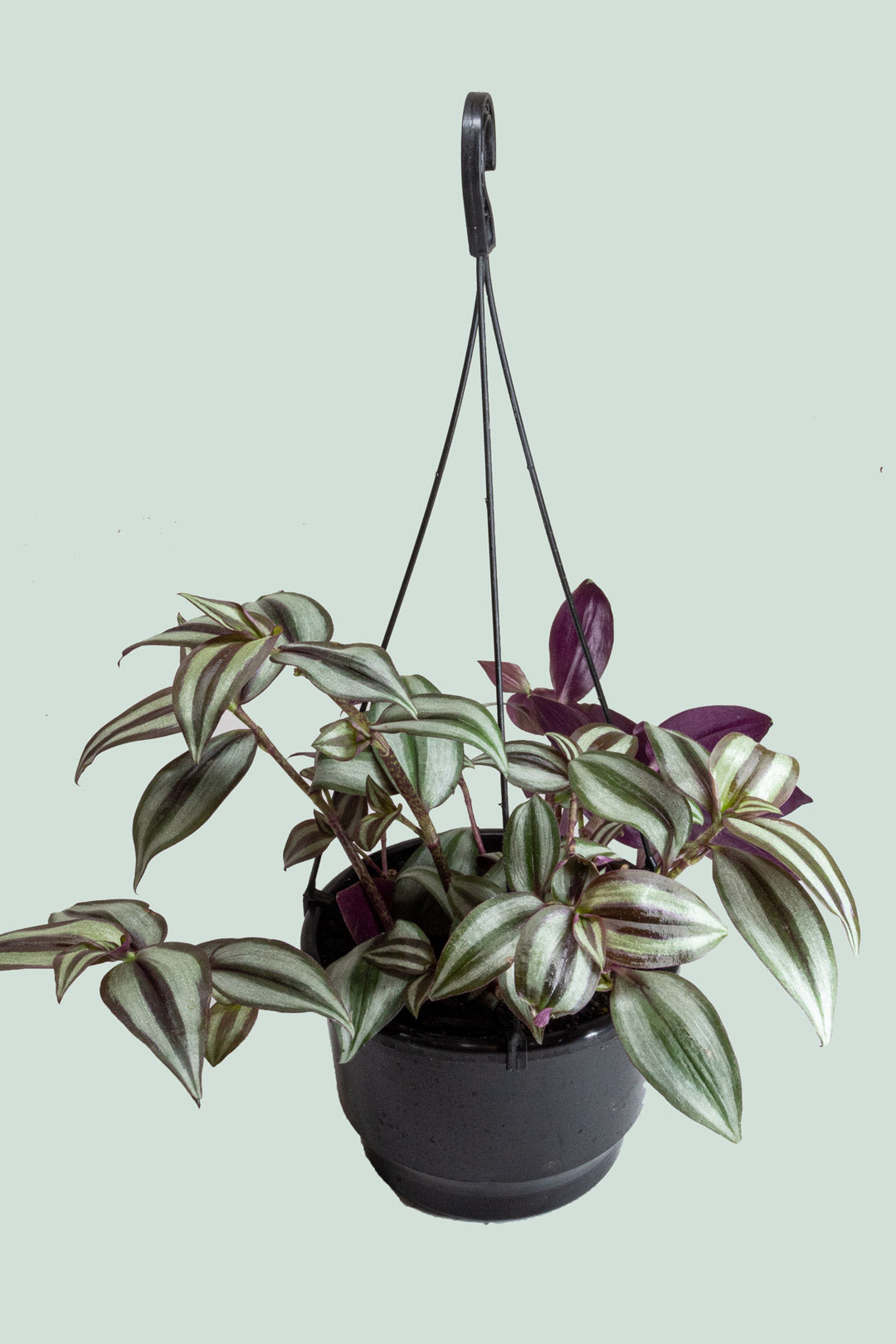 Zebrina - Tradescantia zebrina - 2L / 17cm / Medium