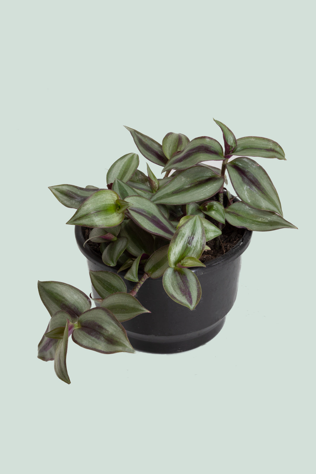 Zebrina - Tradescantia zebrina - 2L / 17cm / Medium