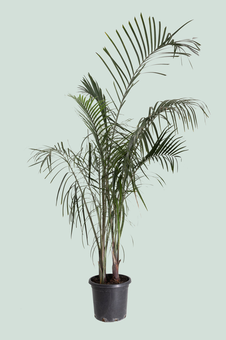 Triangle Palm Cluster - 13L / 33cm / XL