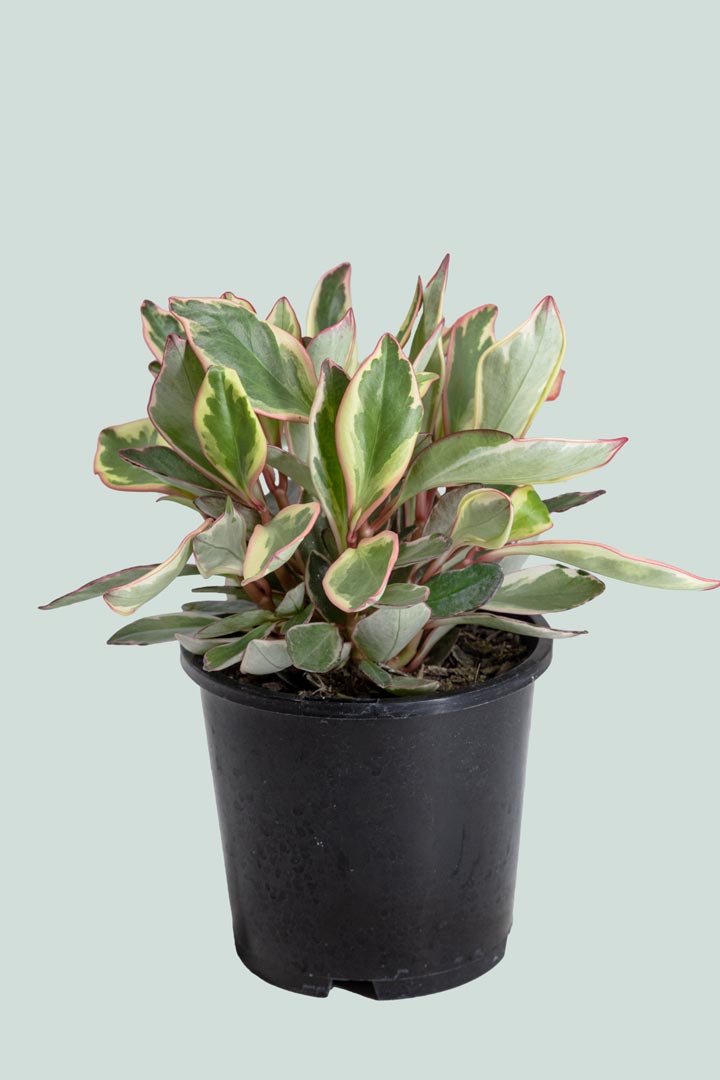 Peperomia clusiifolia 'Tricolour' - 1L / 14cm / Small
