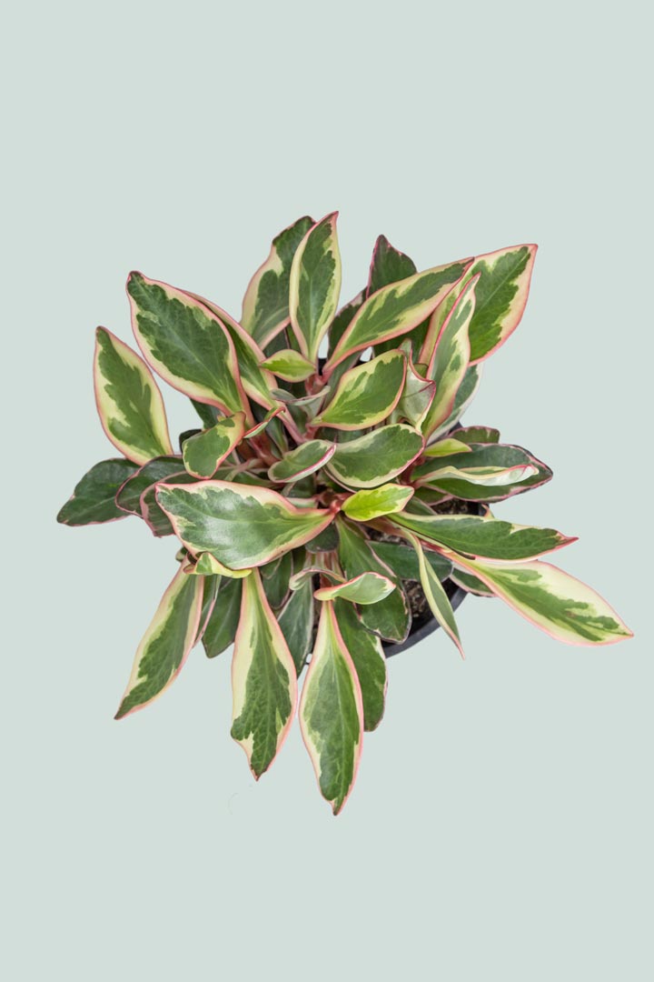 Peperomia clusiifolia 'Tricolour' - 1L / 14cm / Small