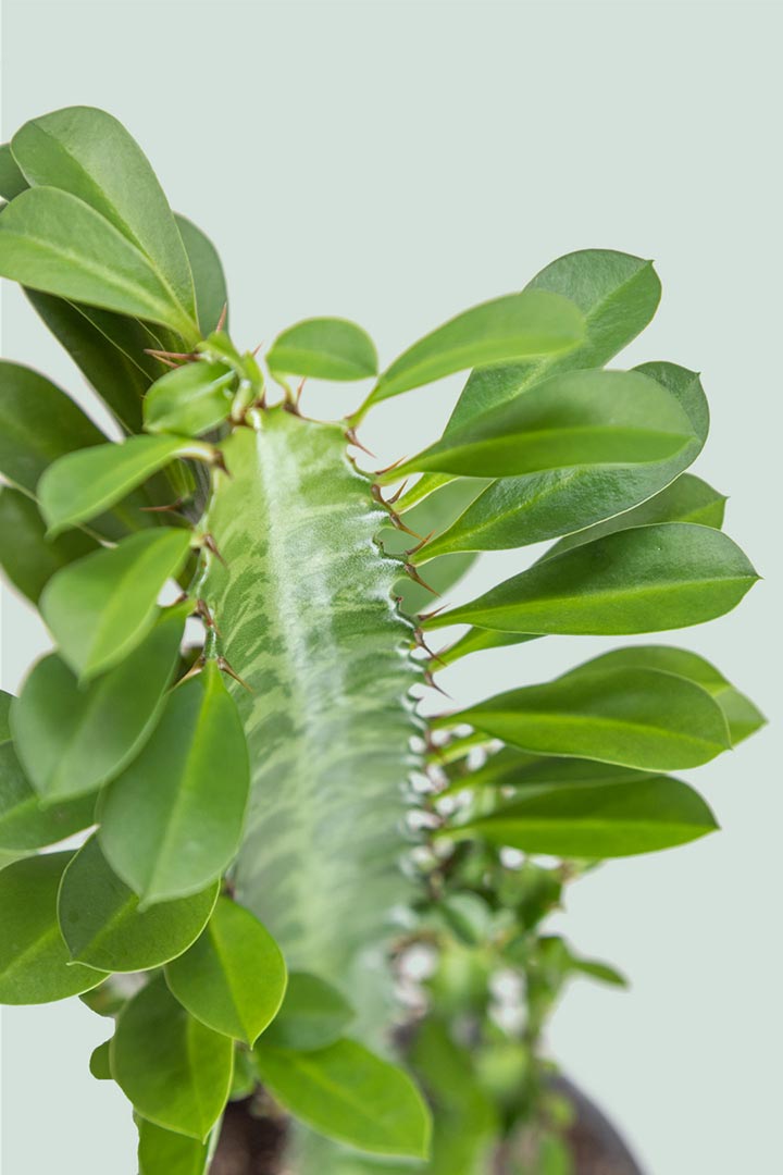 Castle cactus NZ indoor plant