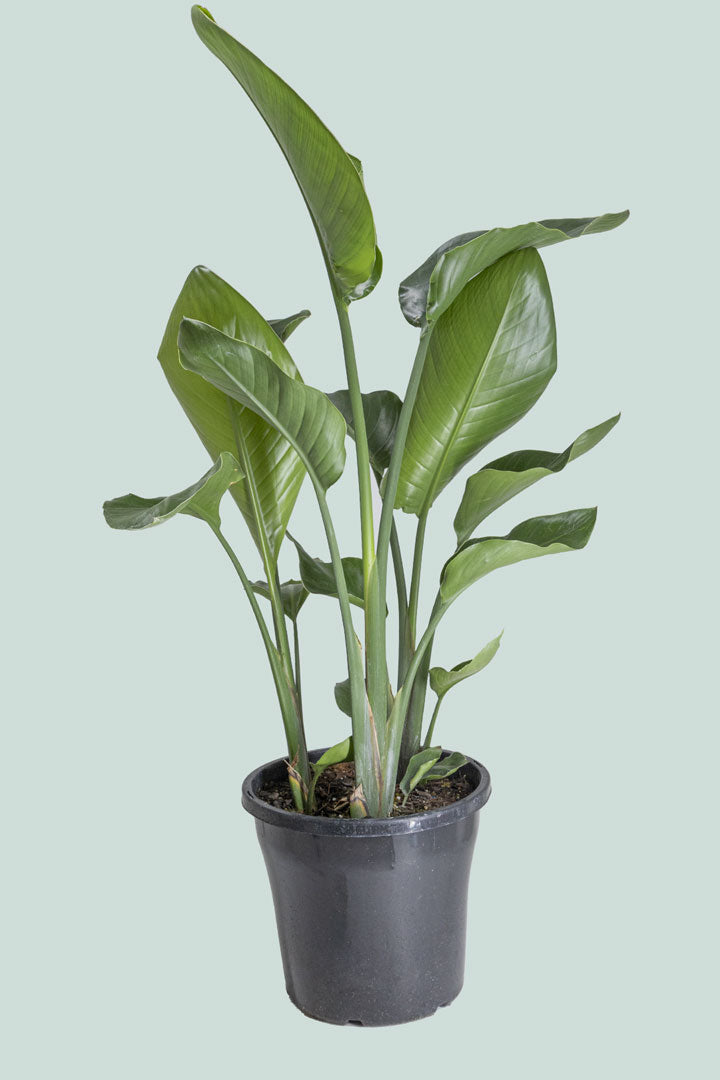 Triple planted Giant Bird of Paradise - Strelitzia nicolai - 8L / 25cm / L