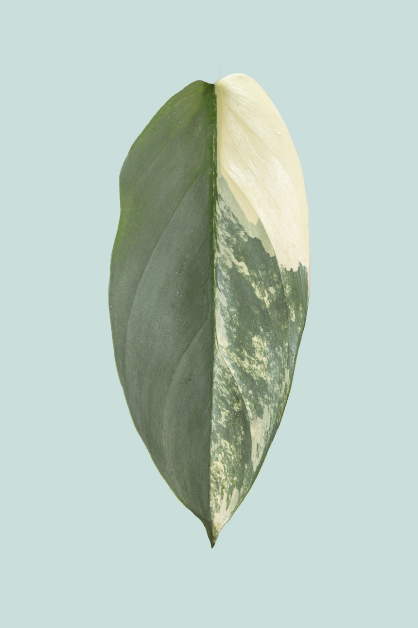 Variegated Silver Sword - Philodendron hastatum - 1L / 14cm / Small