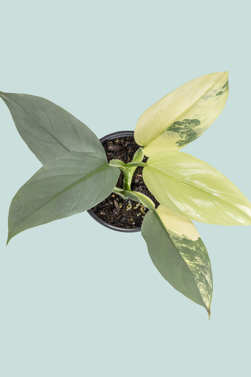 Variegated Silver Sword - Philodendron hastatum - 1L / 14cm / Small