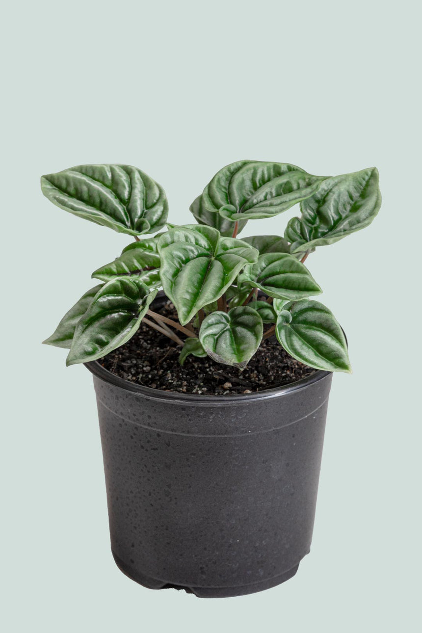 Wavy Gravy - Peperomia griseoargenta - 1L / 14cm / Small