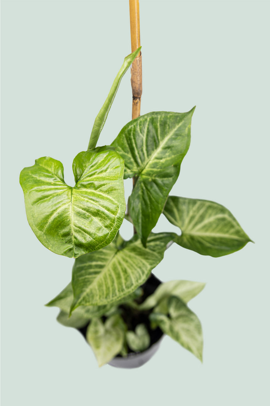 White Butterfly - Syngonium podophyllum - 2L / 17cm / Medium