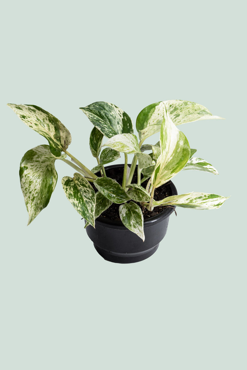 Marble Queen - Epipremnum aureum - 1L / 14cm / Small