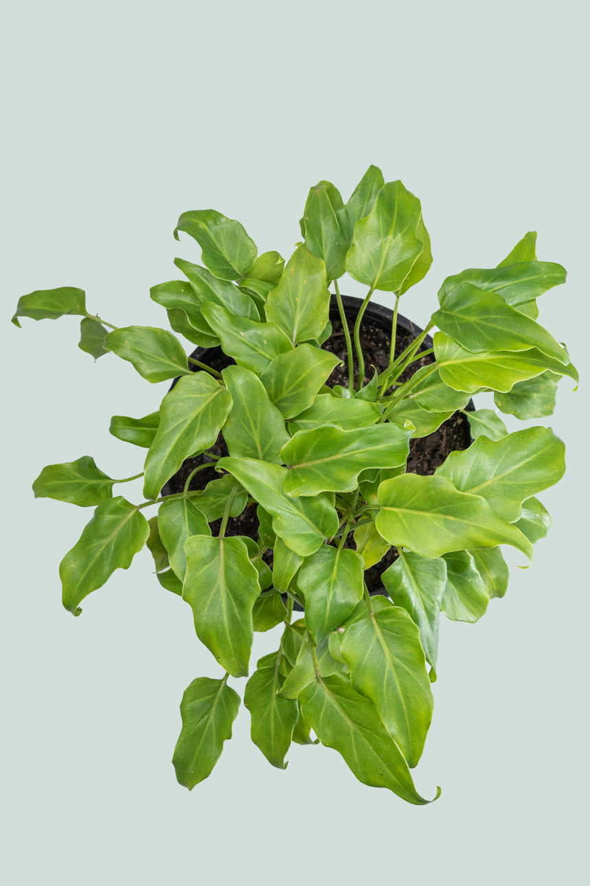 Philodendron xanadu - 2.5L / 17cm / Medium