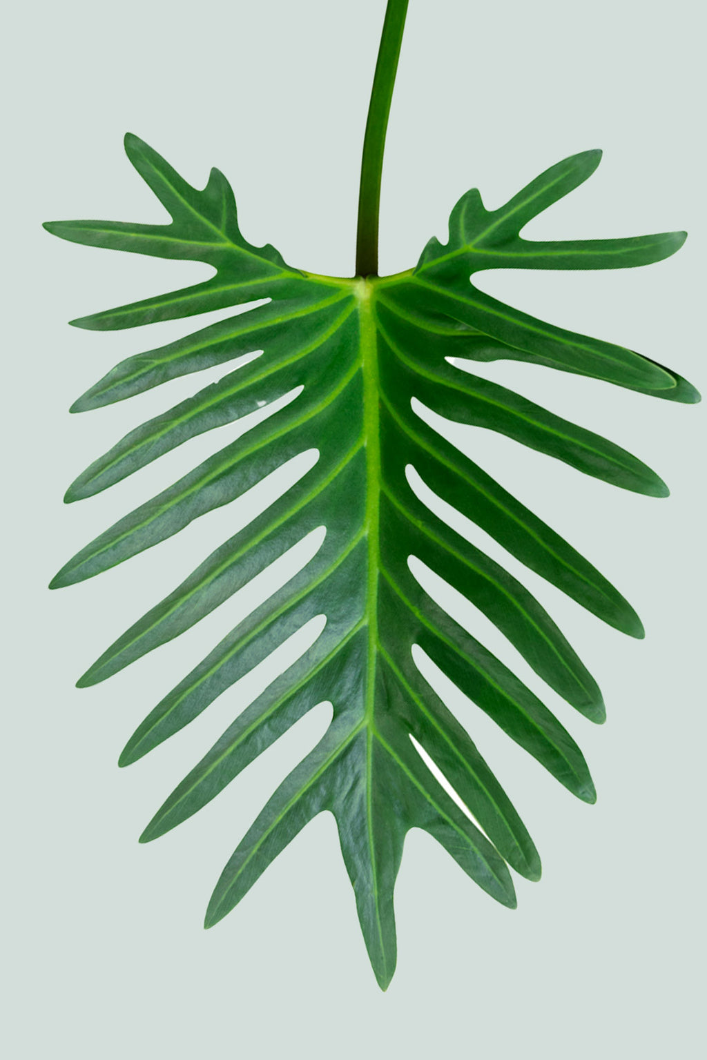 buy philodendron xanadu nz Philodendron xanadu - Indoor Plant