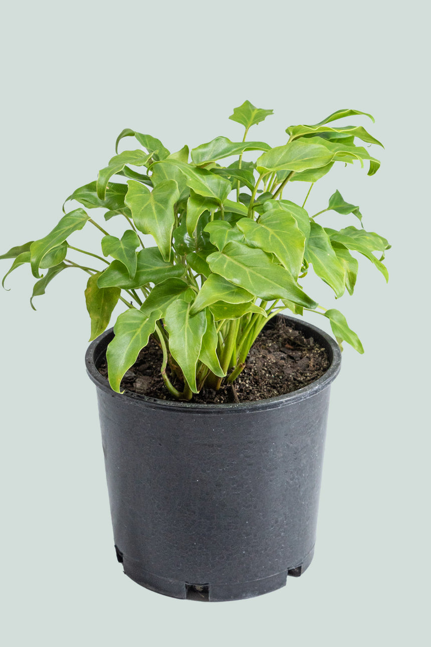 Philodendron xanadu - 2.5L / 17cm / Medium