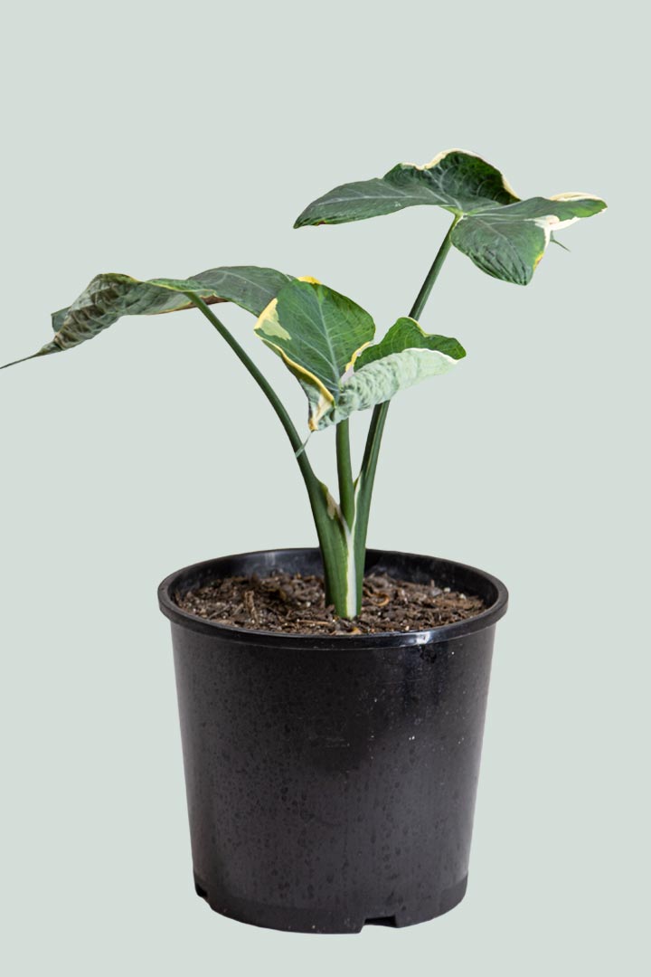 Mickey Mouse Plant - Xanthosoma atrovirens albomarginata - 14cm / 1L / Small Plant