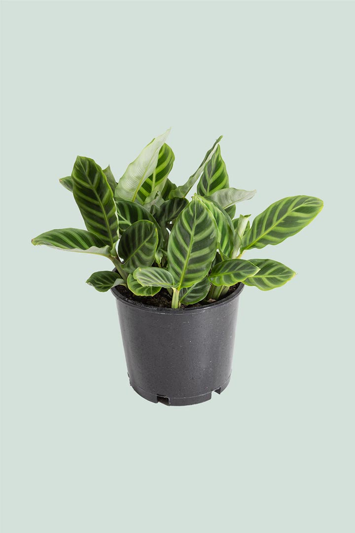 Calathea Zebrina NZ Indoor Plant