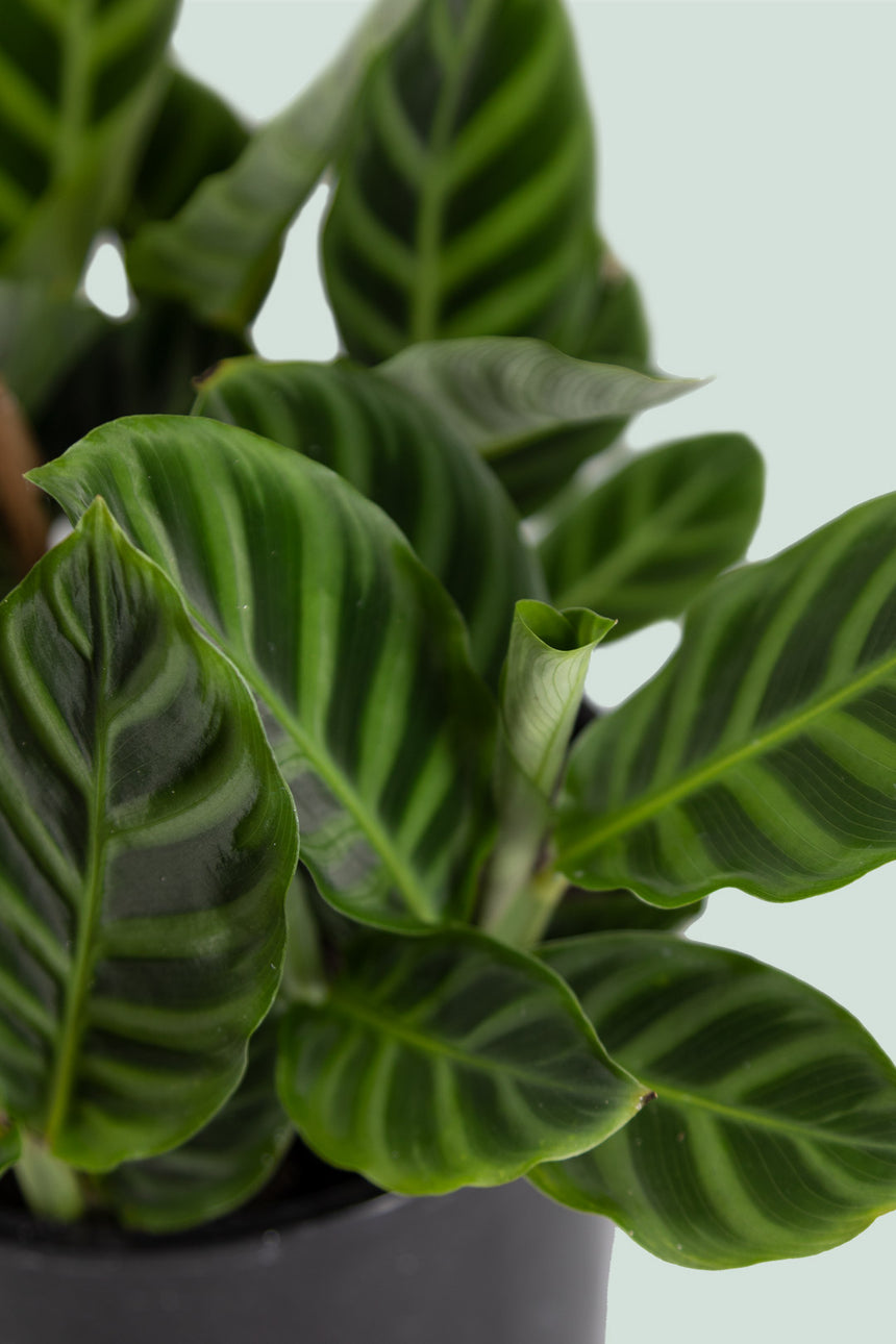 Calathea zebrina  - 1L / 14cm / Small