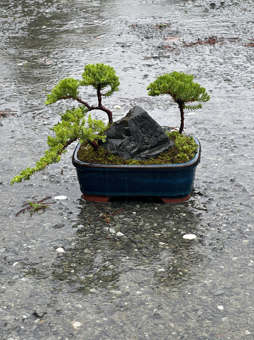 New in store at PlantHouse - Bonsai by Adrian Bird