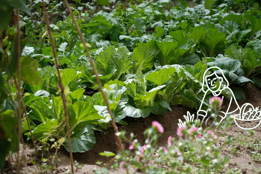 How to Grow (And Eat) Spring Vegetables: The Spring Vegetable Calendar ...