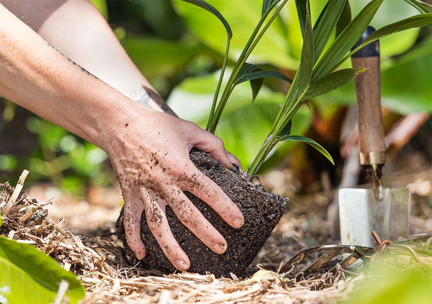 Houseplant Care 101 The Cheat Sheet: Watering, Light & Growth Tips for Beginners