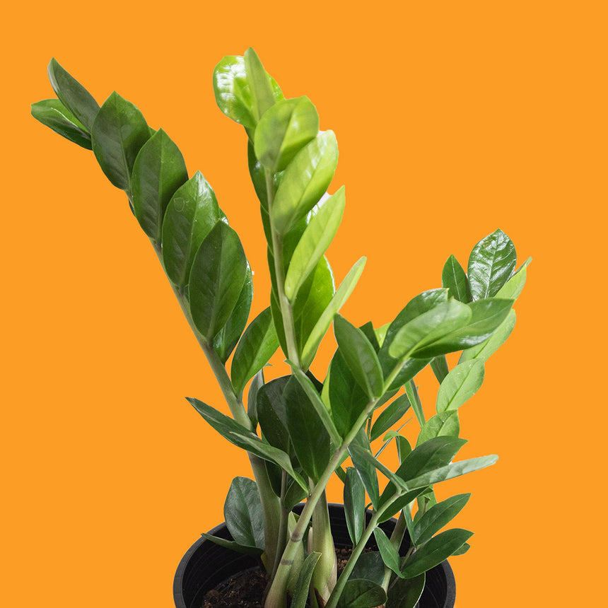 Best low-light indoor plants