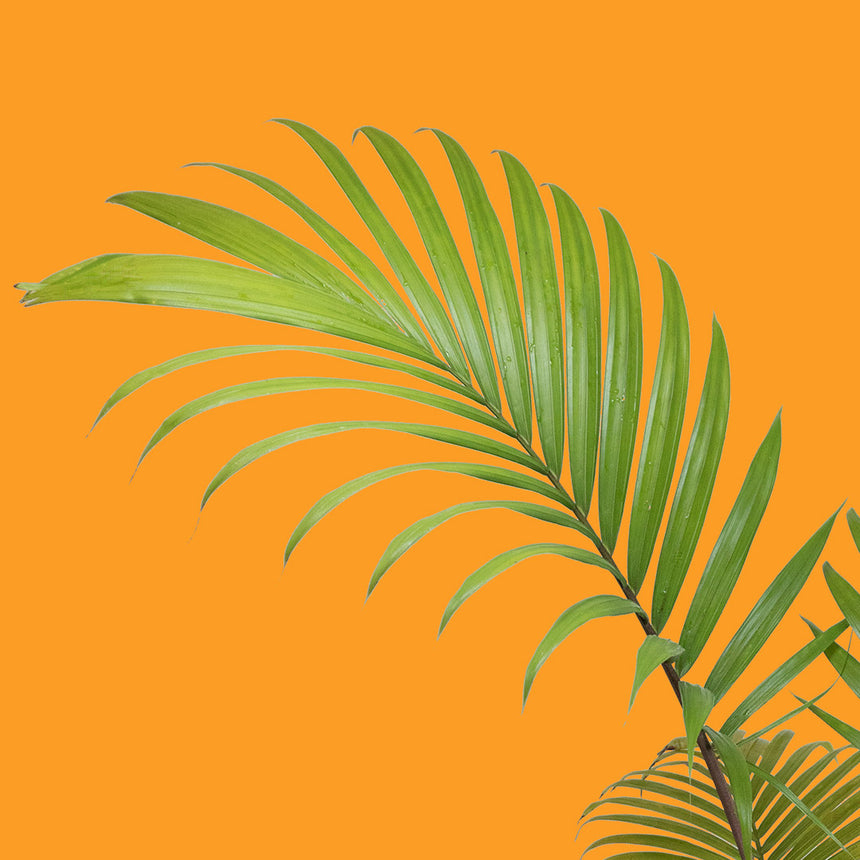 Palms - Arecacaea